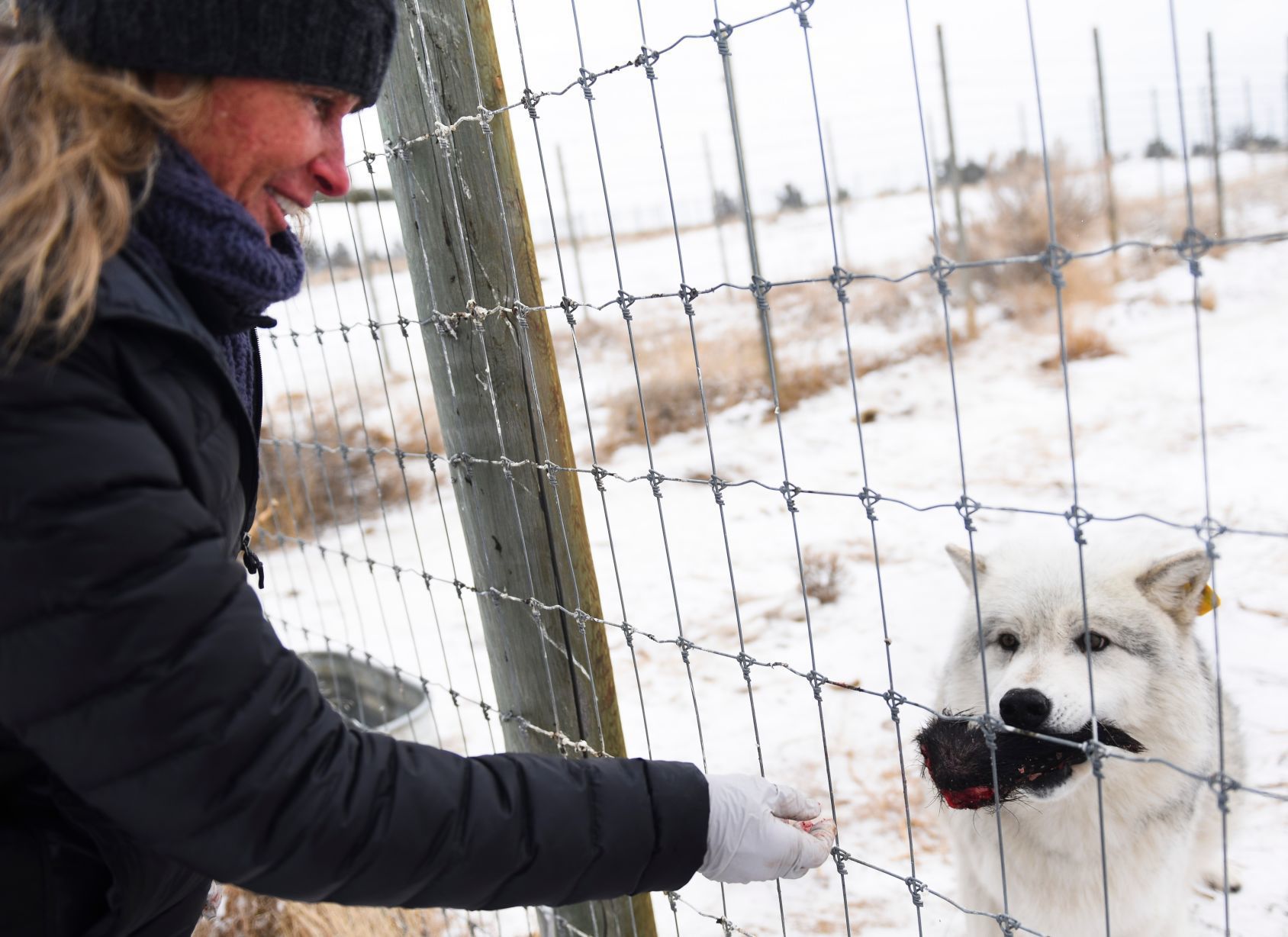 Wolf chow